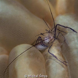 Anemone shrimp by Michal Štros 